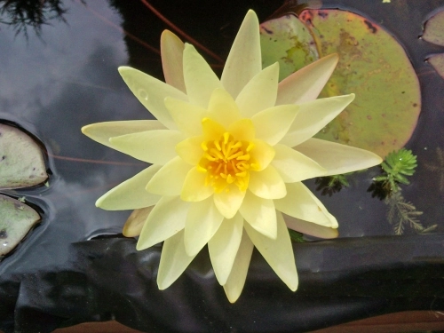 Seerose  Nymphaea Sulphurea